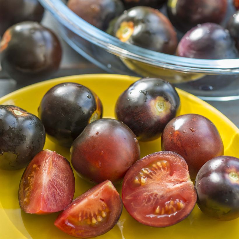 Tomate Cherry Pearl en plants - tomate-cerise (Harvest)