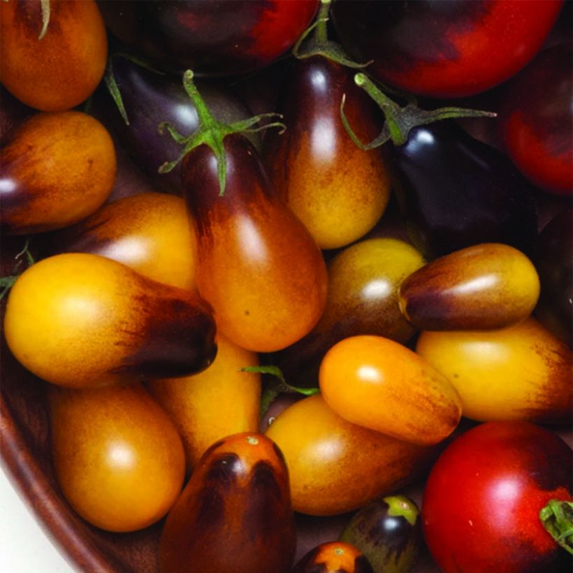 Tomate Pear Jewel en plants - tomate-cerise (Harvest)