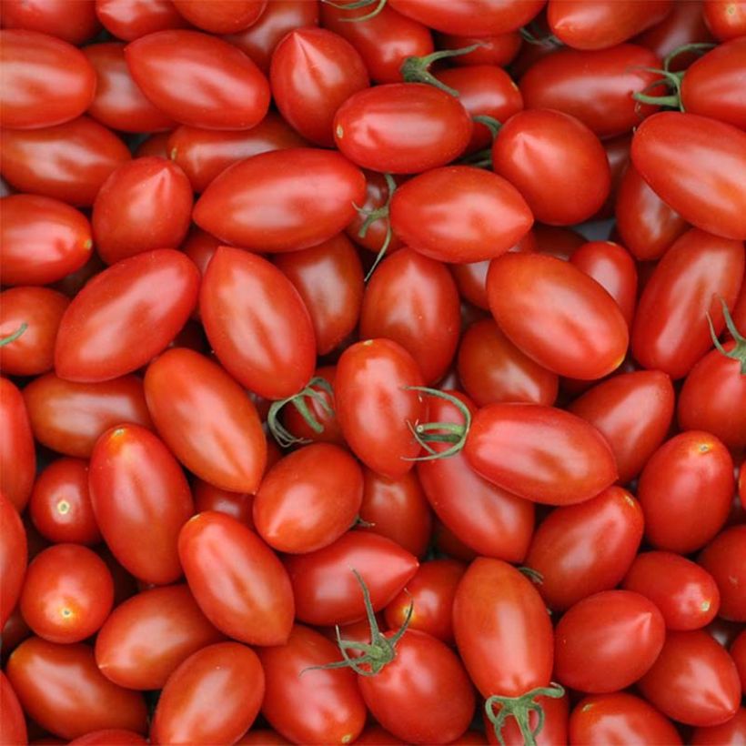 Tomate Trilly F1 en plants GREFFES - Tomate-cerise allongée (Harvest)