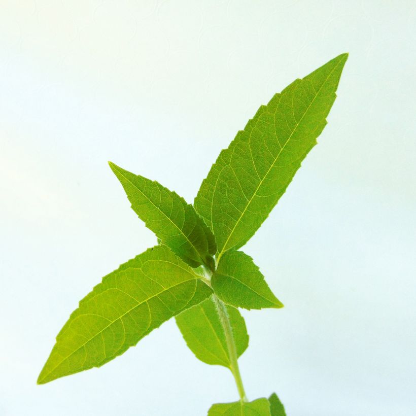 Topinambours Fuseau Culinaire - Helianthus tuberosus (Foliage)