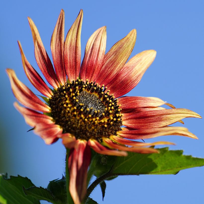 Graines de Tournesol nain Ms. Mars - Helianthus annuus  (Flowering)