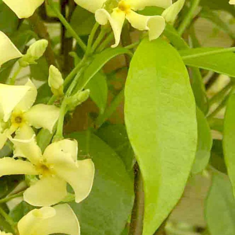 Trachelospermum Star of Toscane - Jasmin étoilé (Foliage)