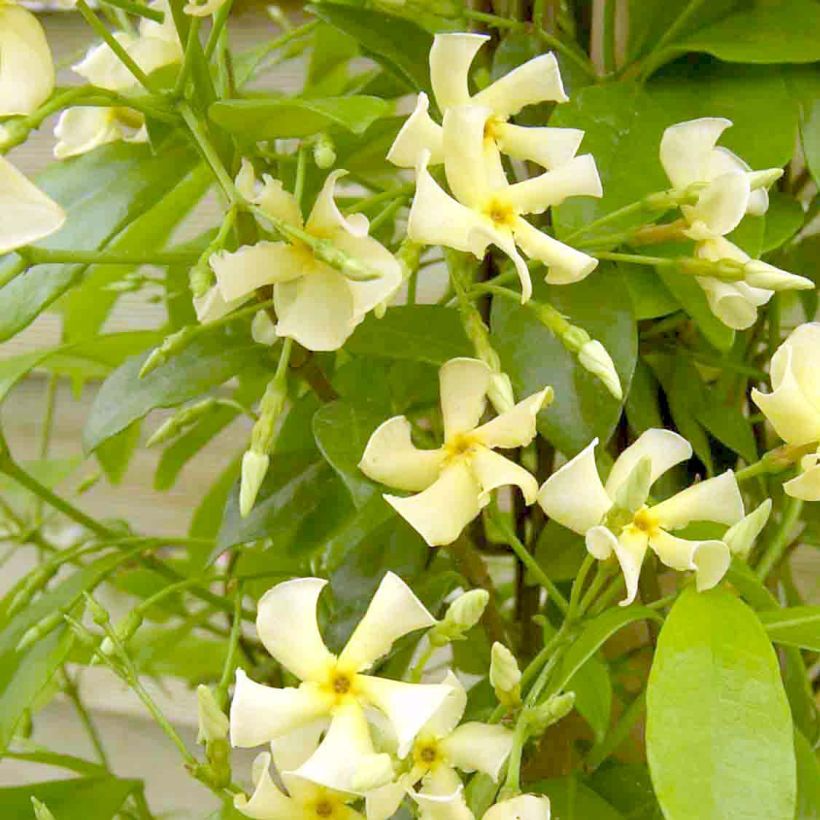 Trachelospermum Star of Toscane - Jasmin étoilé (Flowering)