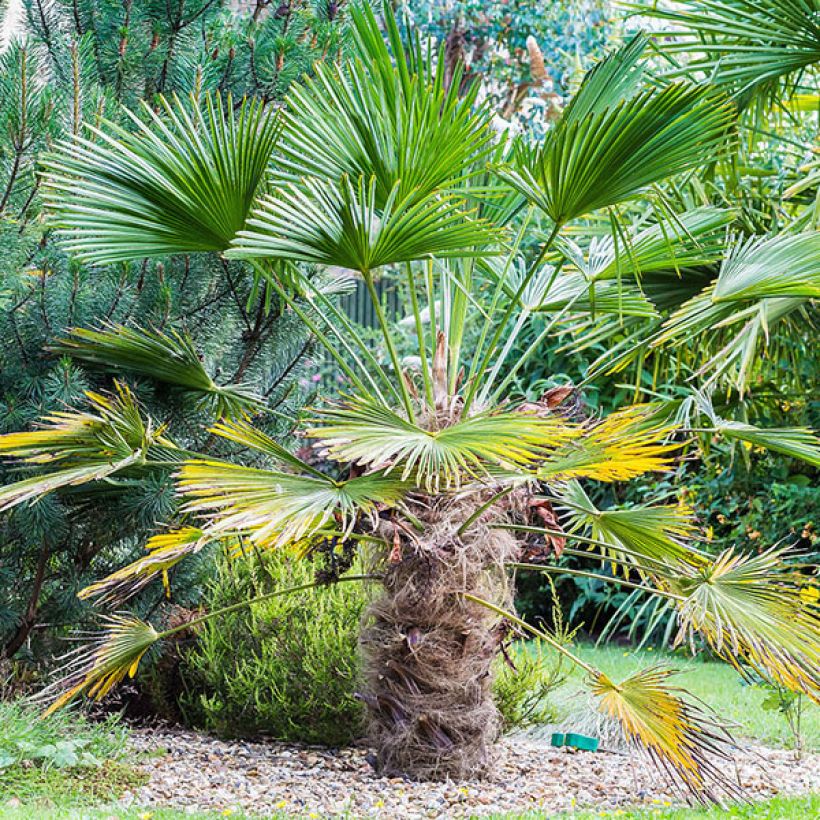 Trachycarpus wagnerianus - Palmier miniature (Plant habit)