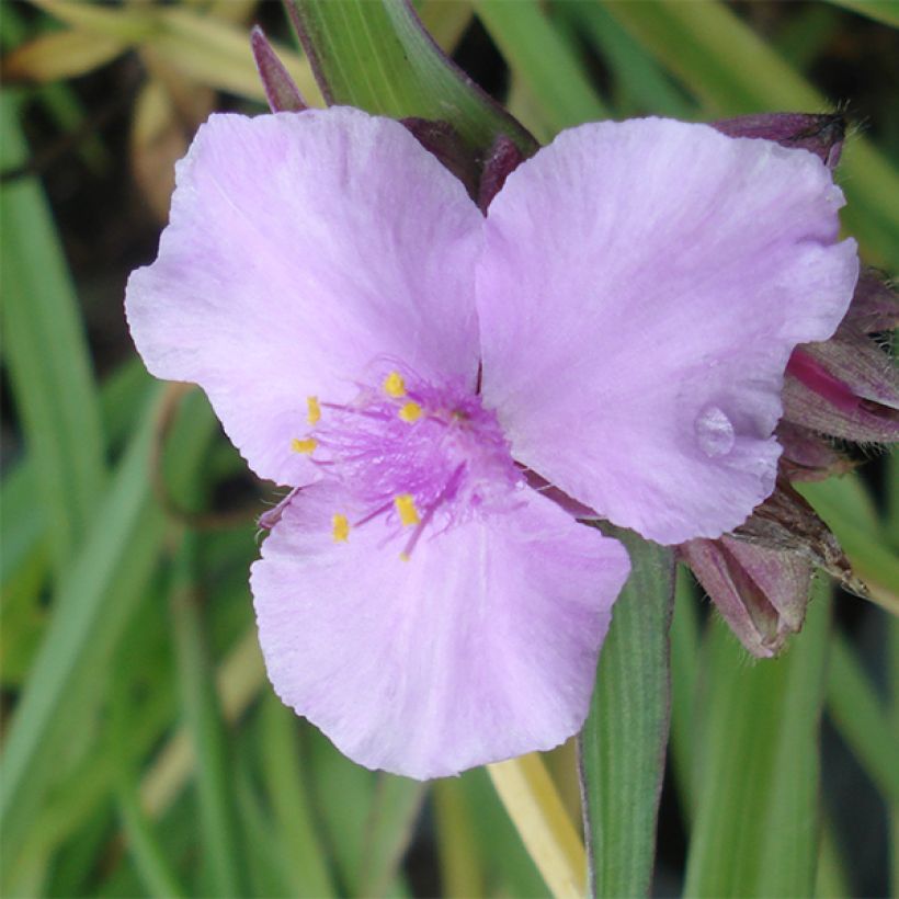Ephémère de Virginie - Tradescantia Perrine's Pink (Flowering)