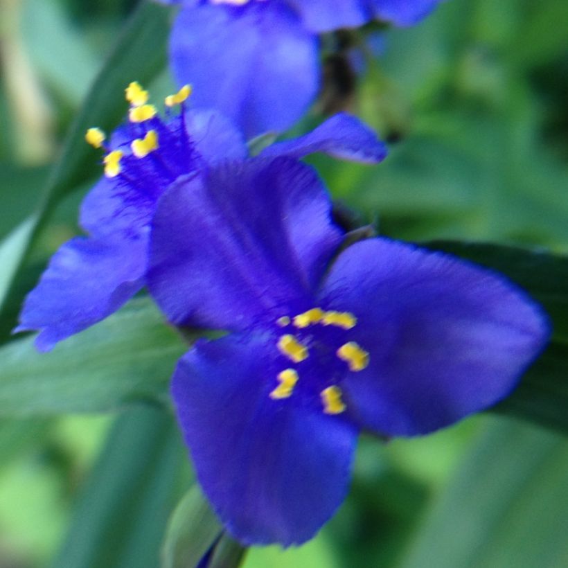 Ephémère de Virginie - Tradescantia andersoniana Isis (Flowering)