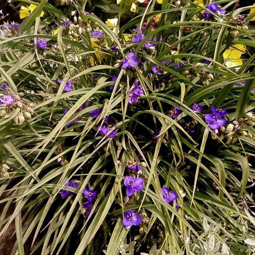 Ephémère de Virginie - Tradescantia andersoniana Isis (Plant habit)