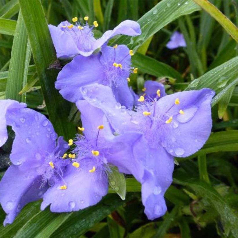 Ephémère de Virginie - Tradescantia andersoniana JC Weguelin (Flowering)
