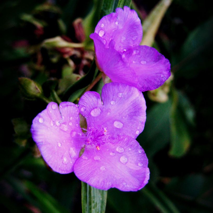 Ephémère de Virginie, Tradescantia andersoniana Karminglut (Flowering)