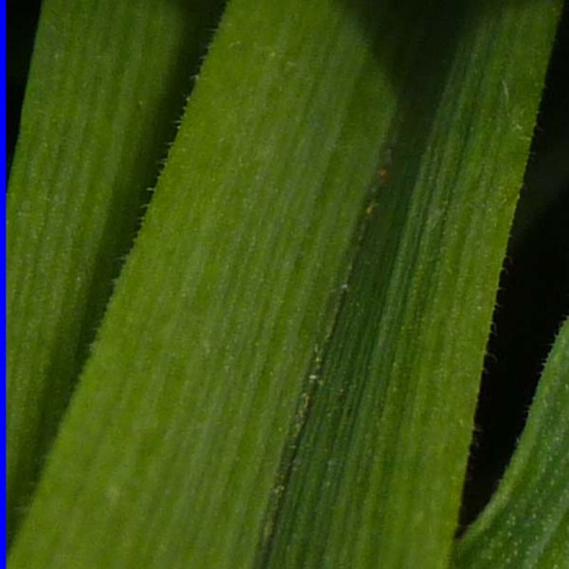 Ephémère de Virginie - Tradescantia andersoniana Osprey (Foliage)