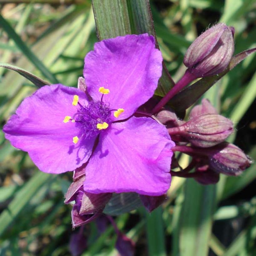 Ephémère de Virginie - Tradescantia andersonina Concord Grape (Flowering)