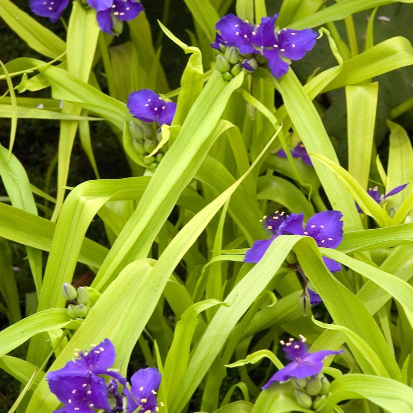 Éphémère de Virginie - Tradescantia andersoniana Sweet Kate (Plant habit)