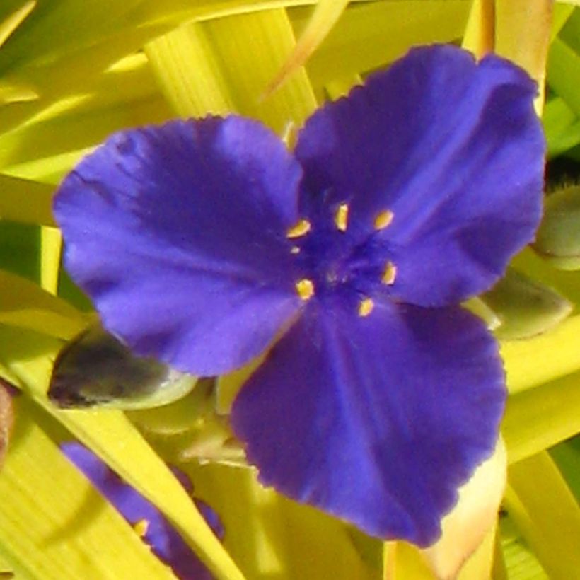 Éphémère de Virginie - Tradescantia andersoniana Sweet Kate (Flowering)