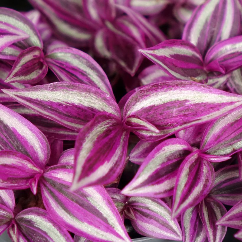 Tradescantia zebrina Pink Paradise (Foliage)
