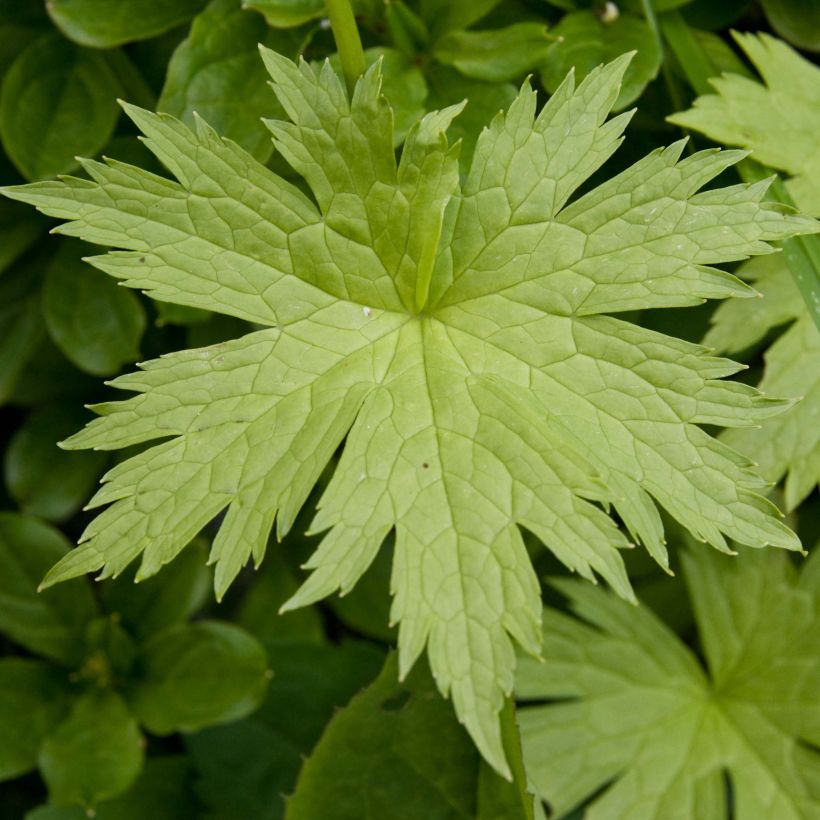 Trautvetteria caroliniensis (Foliage)