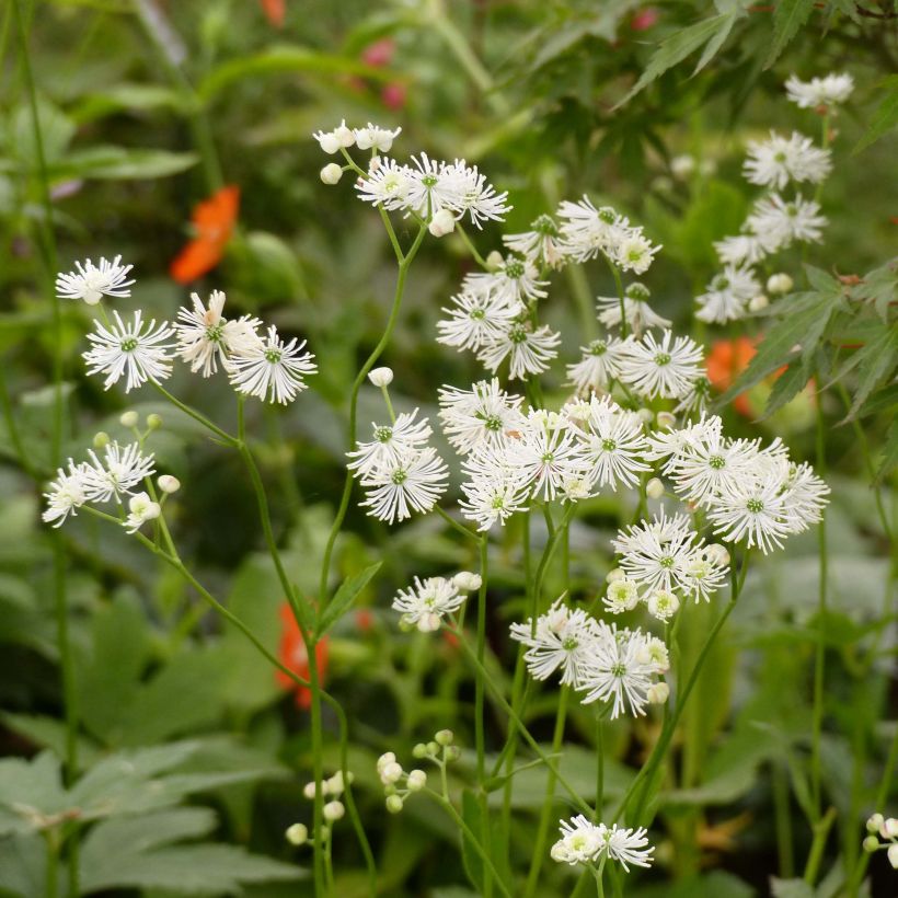 Trautvetteria caroliniensis (Flowering)