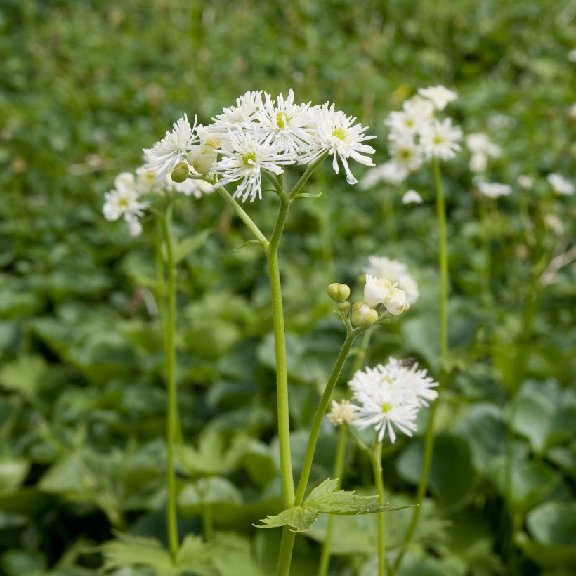 Trautvetteria caroliniensis (Plant habit)