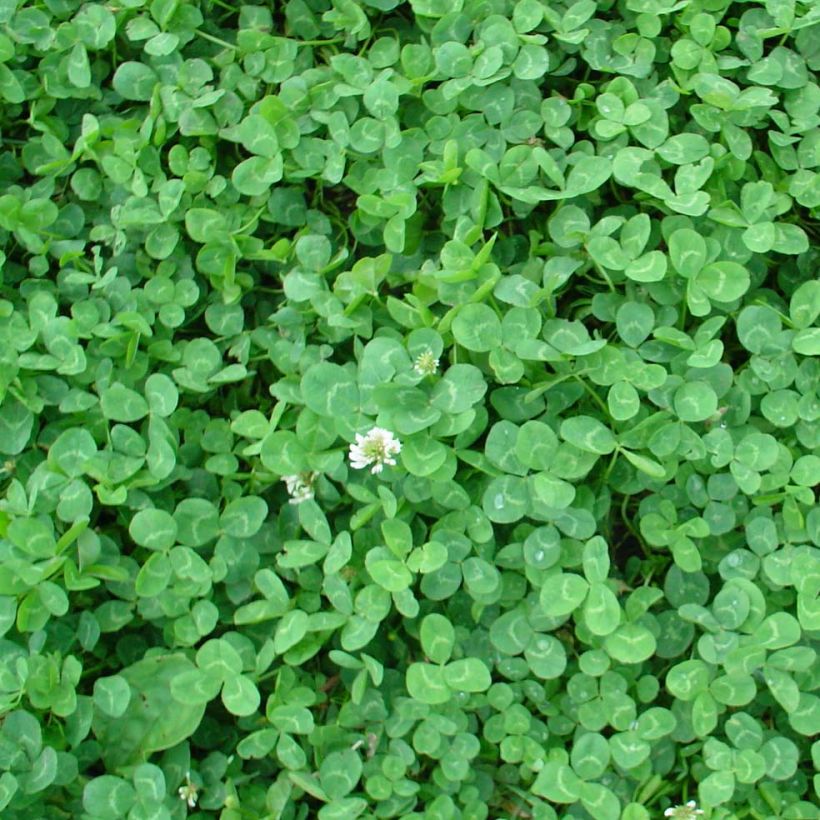 Trèfle blanc nain - Engrais vert (Foliage)