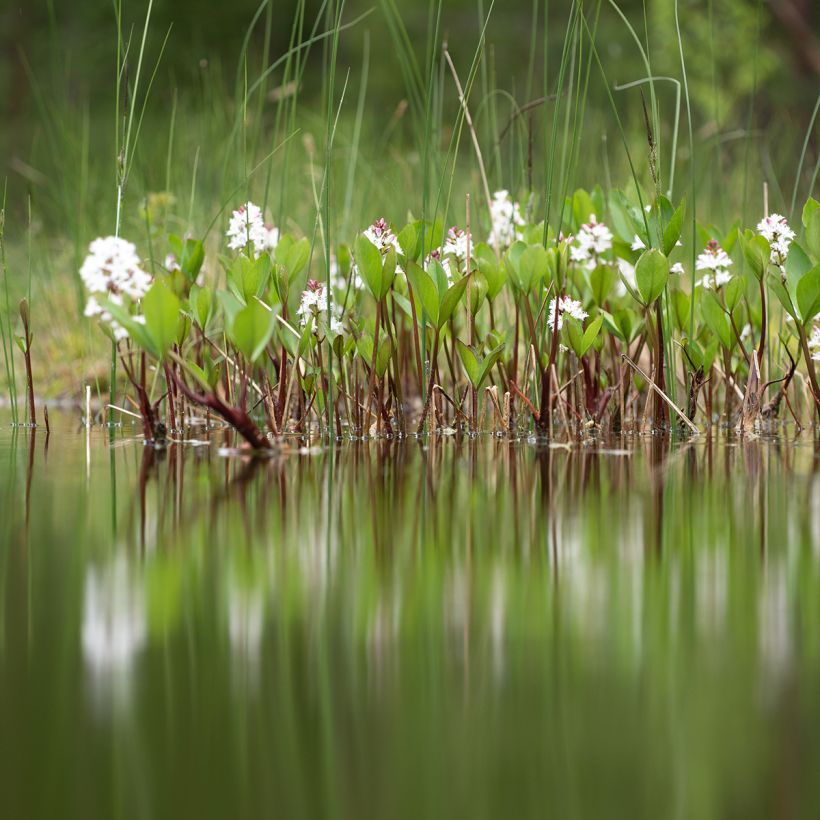 Trèfle d'eau - Menyanthes trifoliata (Plant habit)