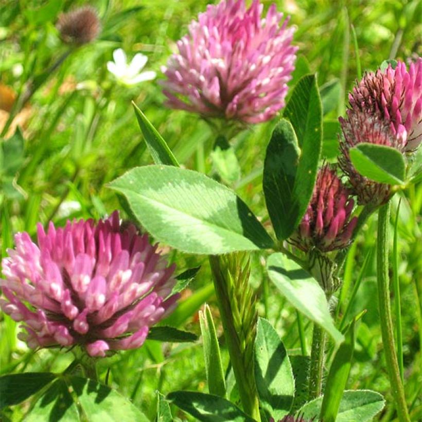 Tréfle violet 250 m² - Engrais vert (Flowering)