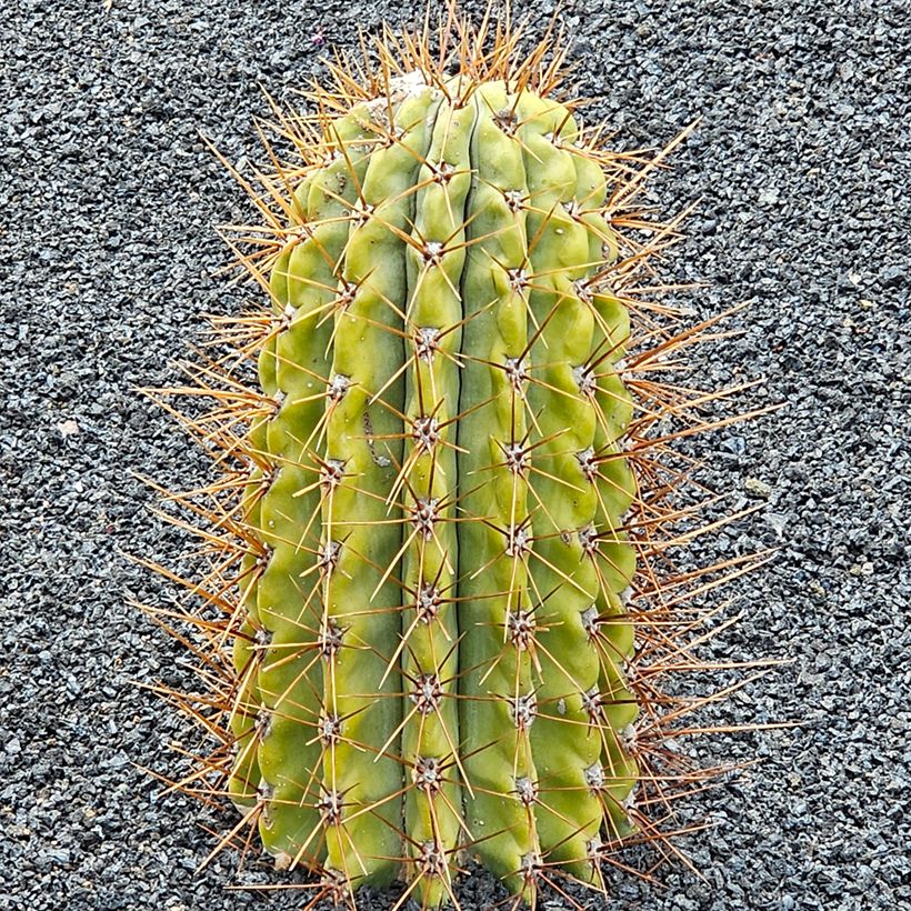 Trichocereus terscheckii - Cactus cierge (Plant habit)