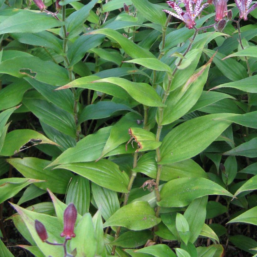 Tricyrtis Sinonome - Lis orchidée (Foliage)