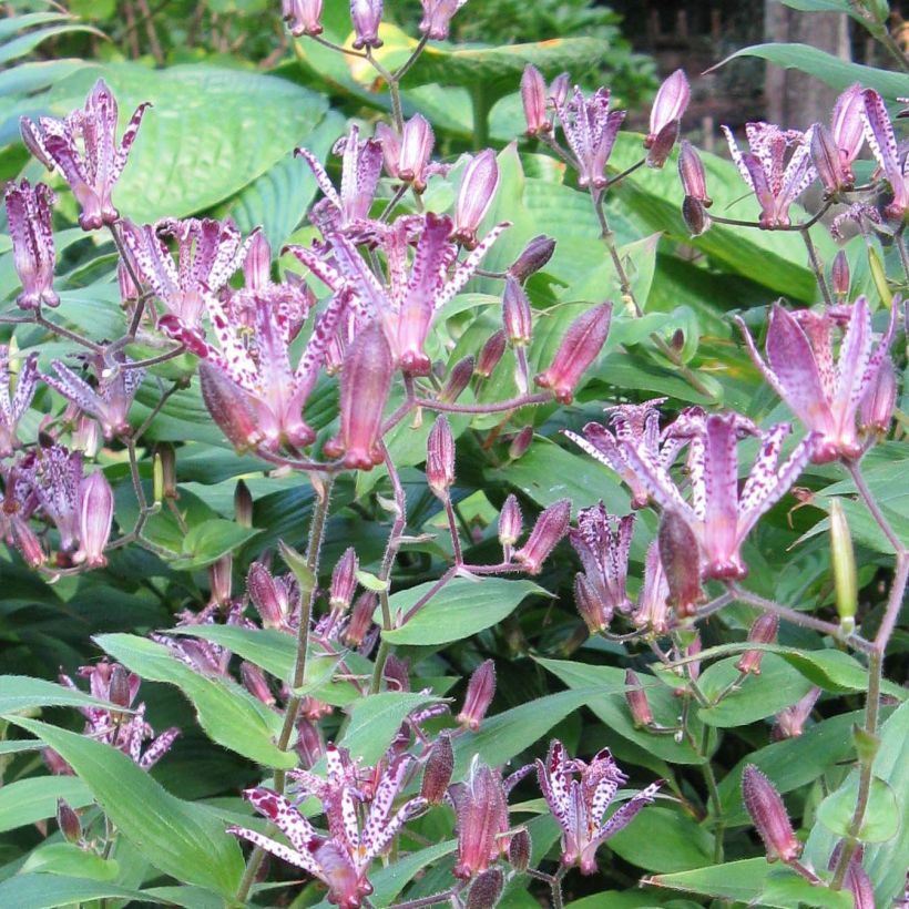 Tricyrtis Sinonome - Lis orchidée (Flowering)