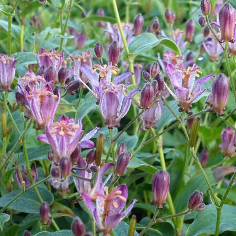 Lis orchidée - Tricyrtis hirta Taiwan Abdane (Flowering)