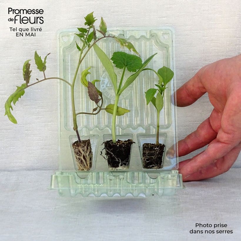 Example of Trio terrasse productive avec tomate, courgette et poivron as you get in printemps