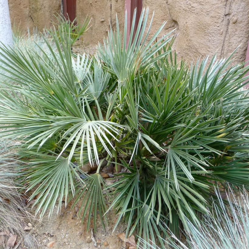 Trithrinax campestris - Palmier trident (Foliage)