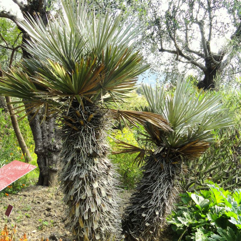 Trithrinax campestris - Palmier trident (Plant habit)