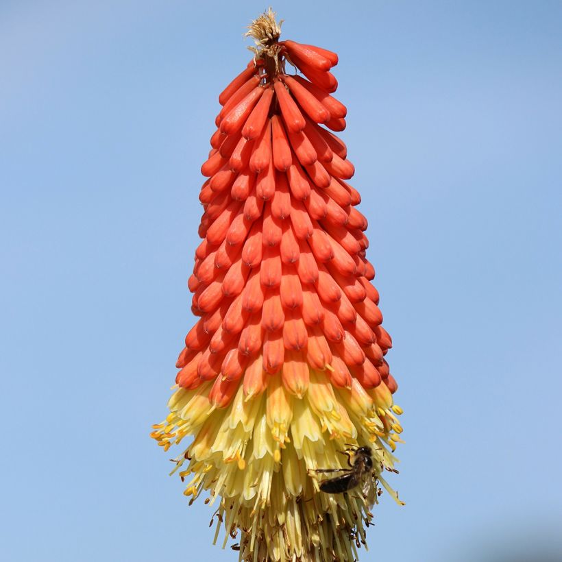 Kniphofia Traffic Lights - Tritoma (Flowering)