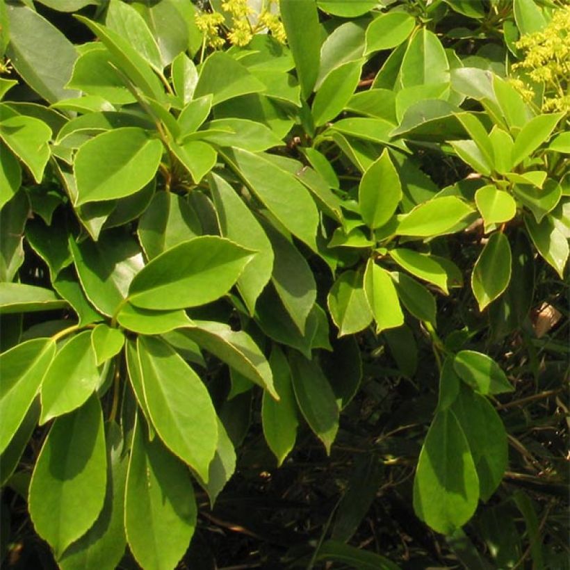 Trochodendron aralioides - Arbre aux roues (Foliage)