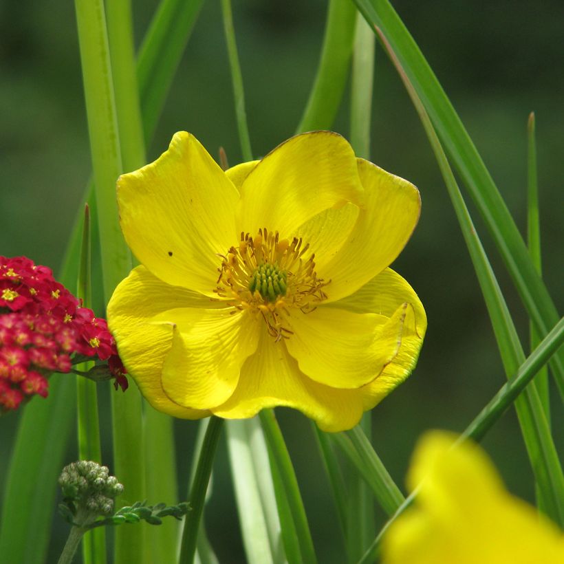 Trolle - Trollius stenopetalus (Flowering)