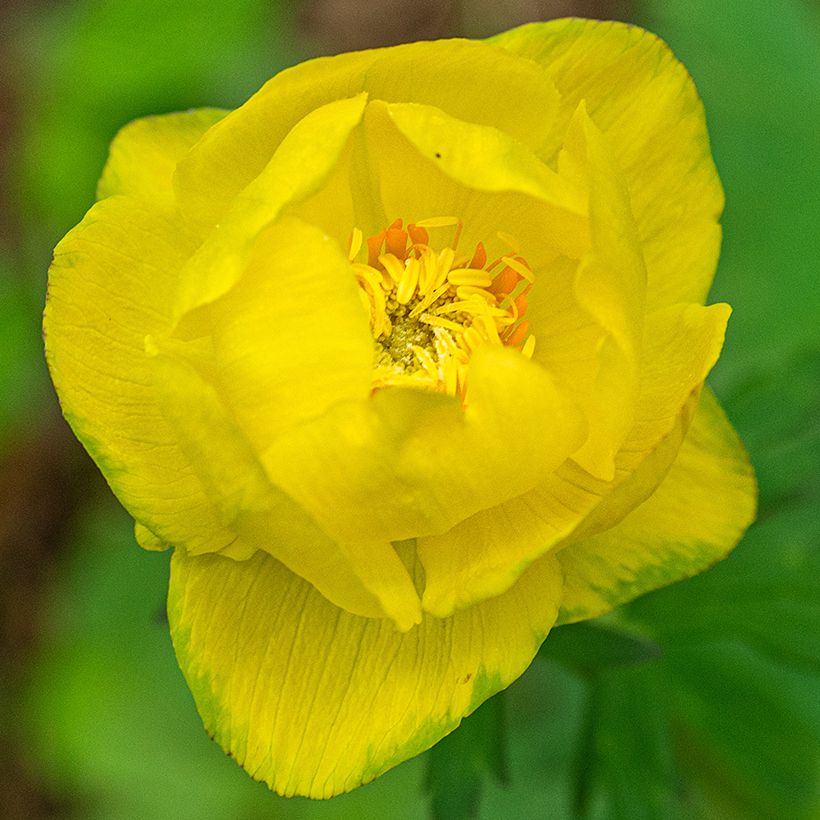 Trolle d'Europe - Trollius europaeus Lemon Supreme (Flowering)