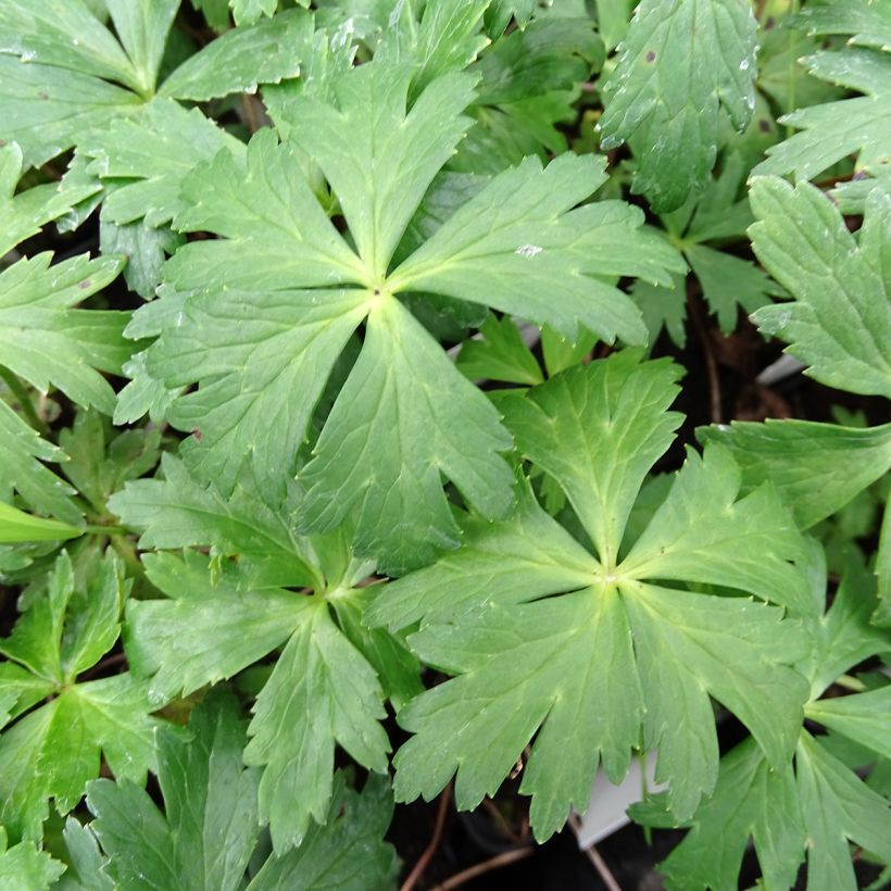 Trolle des montagnes - Trollius europaeus (Foliage)