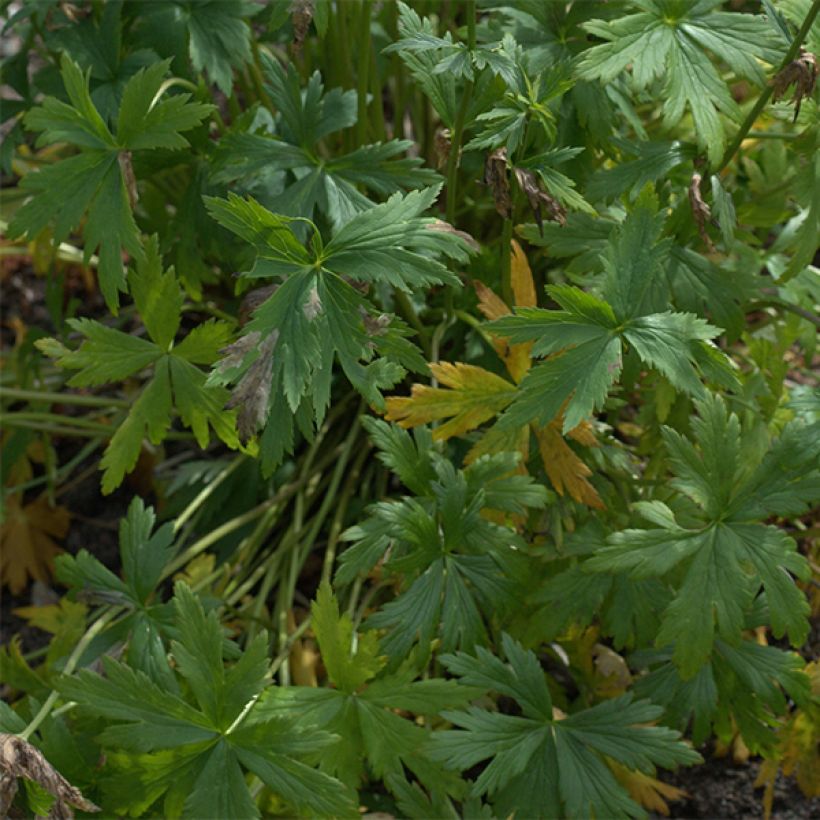Trollius Alabaster - Trolle hybride (Foliage)