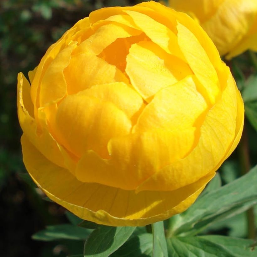 Trolle des montagnes - Trollius europaeus (Flowering)