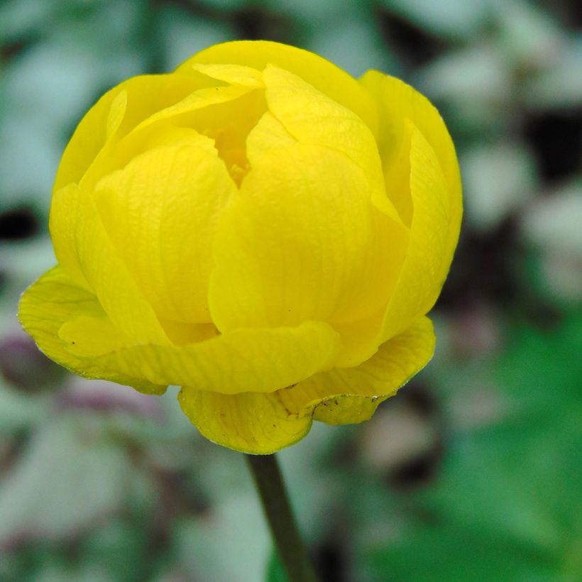 Trollius Lemon Queen - Trolle hybride (Flowering)