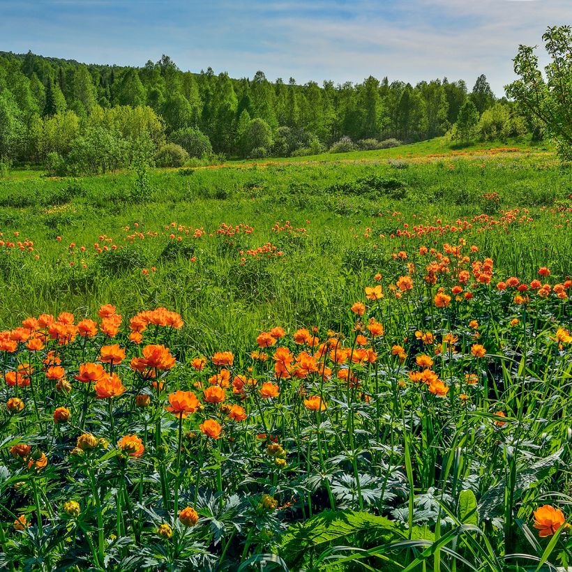 Trollius asiaticus - Trolle d'Asie (Plant habit)