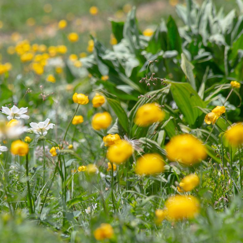 Trolle des montagnes - Trollius europaeus (Plant habit)