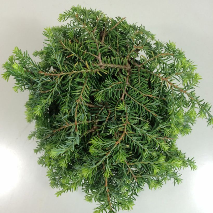 Pruche du Canada - Tsuga canadensis Cole's Prostrate                (Foliage)