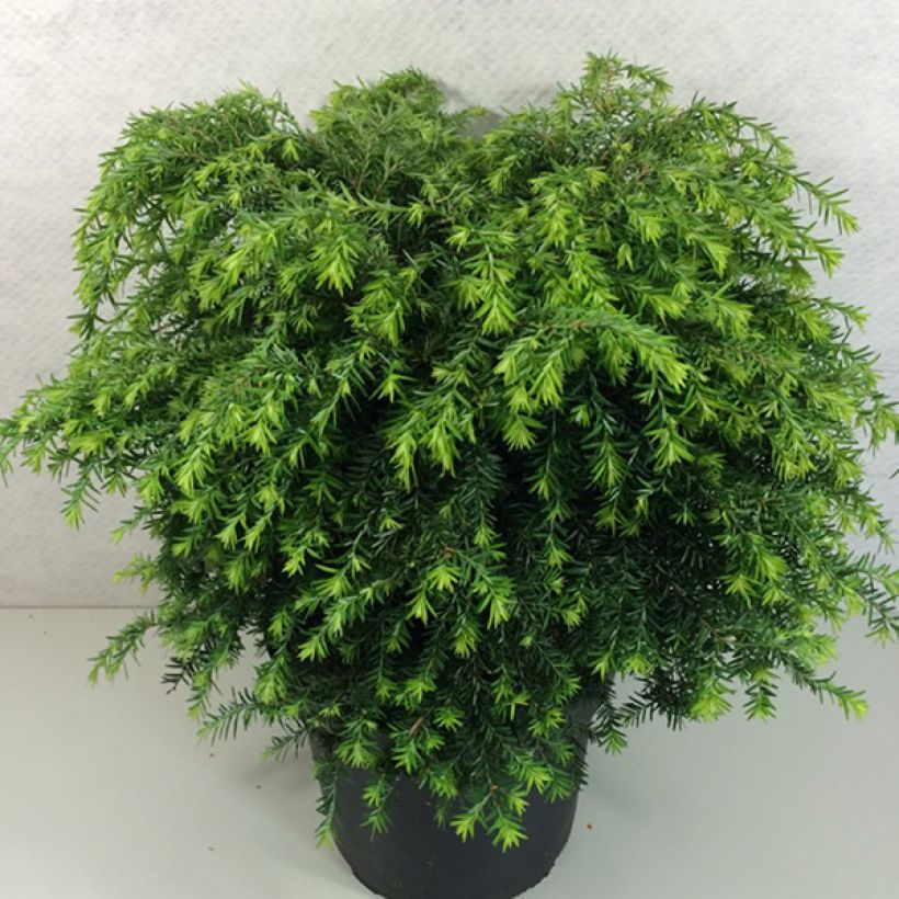Tsuga canadensis Jeddeloh - Pruche du Canada (Plant habit)