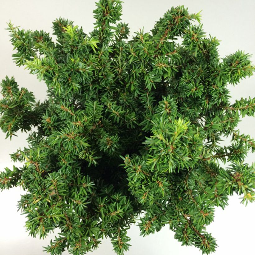 Pruche du Canada - Tsuga canadensis Jervis                          (Foliage)