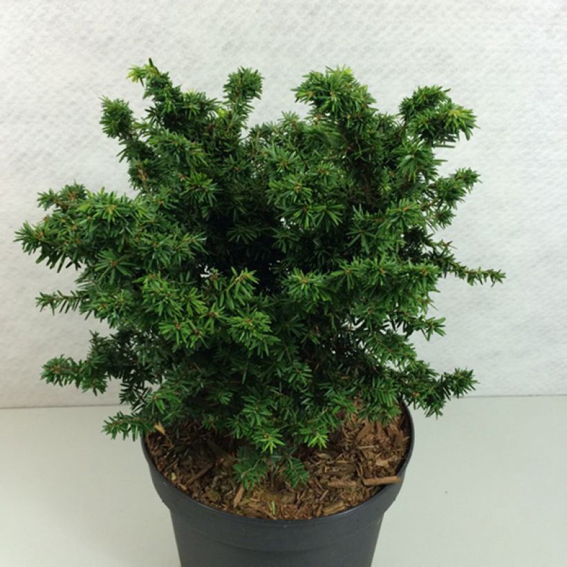 Pruche du Canada - Tsuga canadensis Jervis                          (Plant habit)