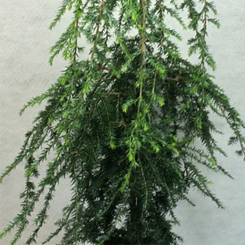 Pruche du Canada - Tsuga canadensis Pendula                        (Foliage)