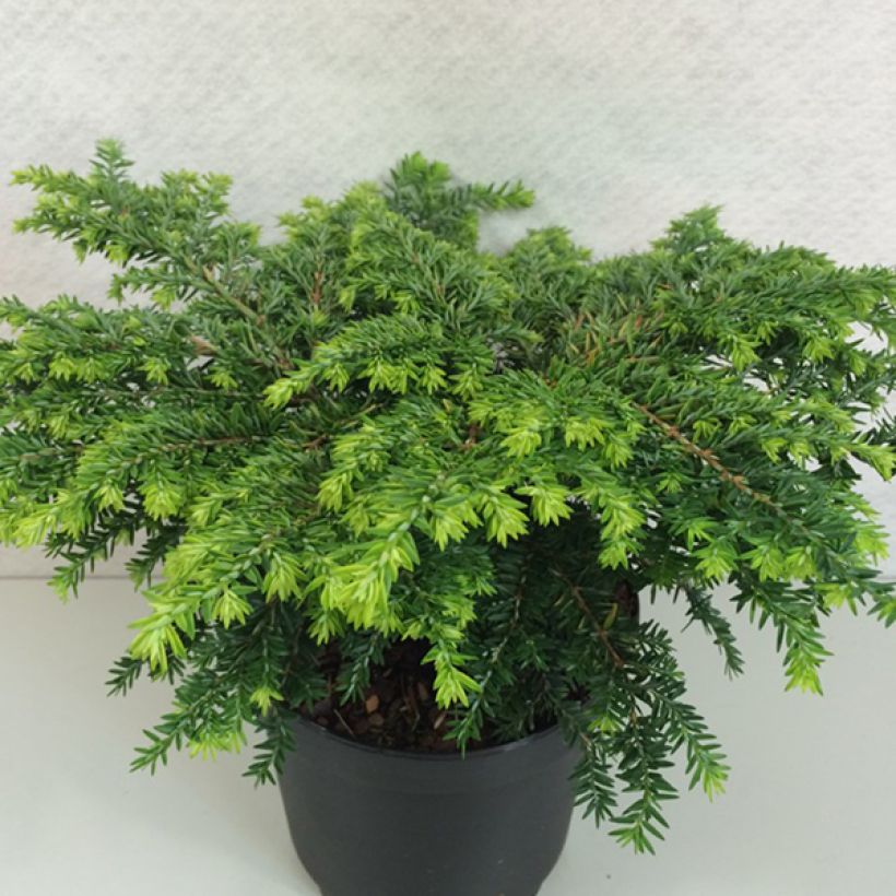 Pruche du Canada - Tsuga canadensis Popeleski                     (Plant habit)
