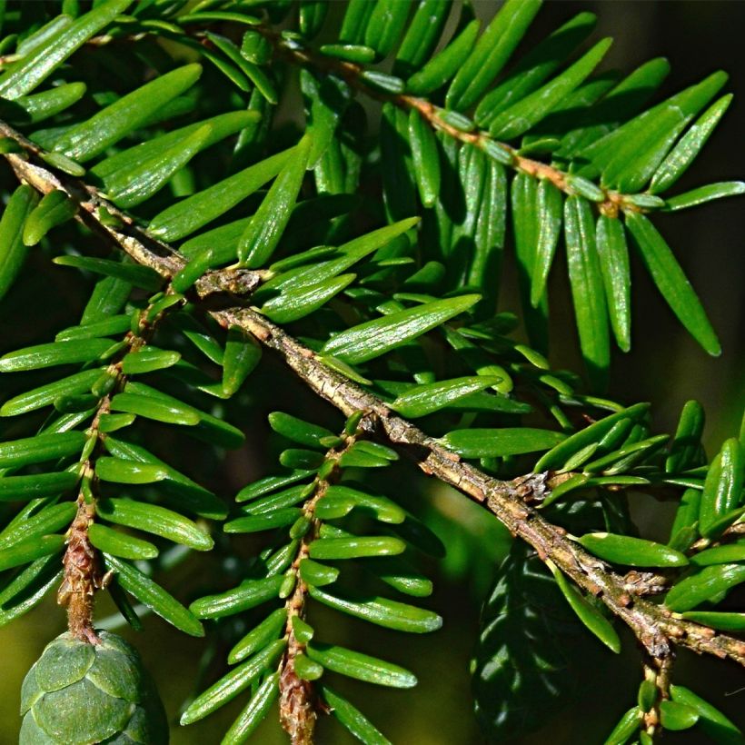 Tsuga canadensis - Pruche du Canada (Foliage)