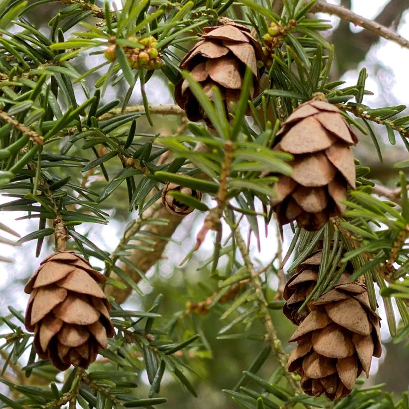 Tsuga canadensis - Pruche du Canada (Harvest)