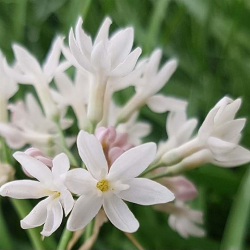 Tulbaghia violacea Pearl - Tulbaghie (Flowering)